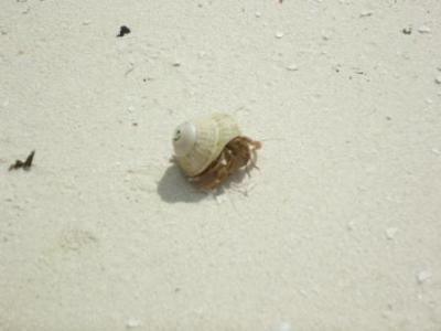 Cayo Blanco